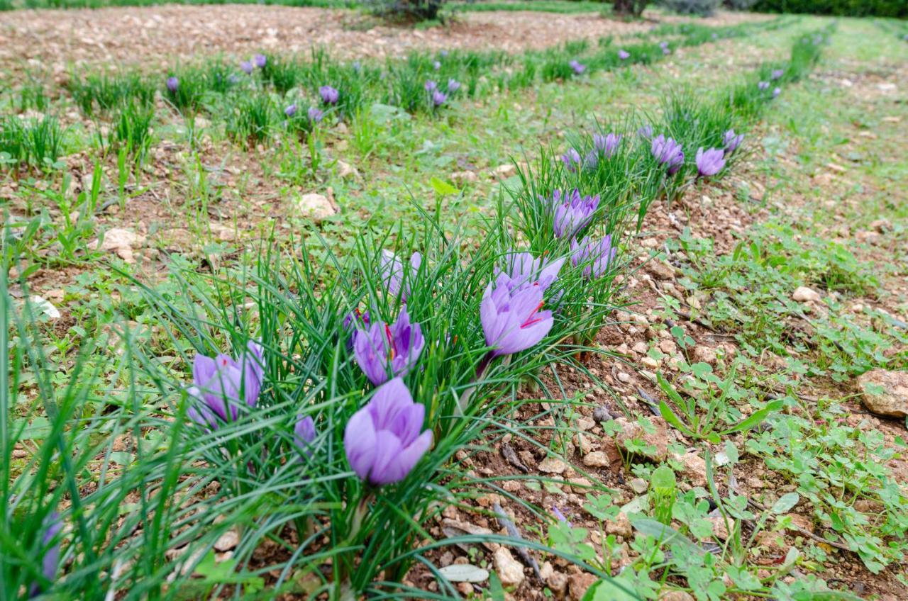 Agriturismo Panacea Santa Cesarea Terme Zewnętrze zdjęcie