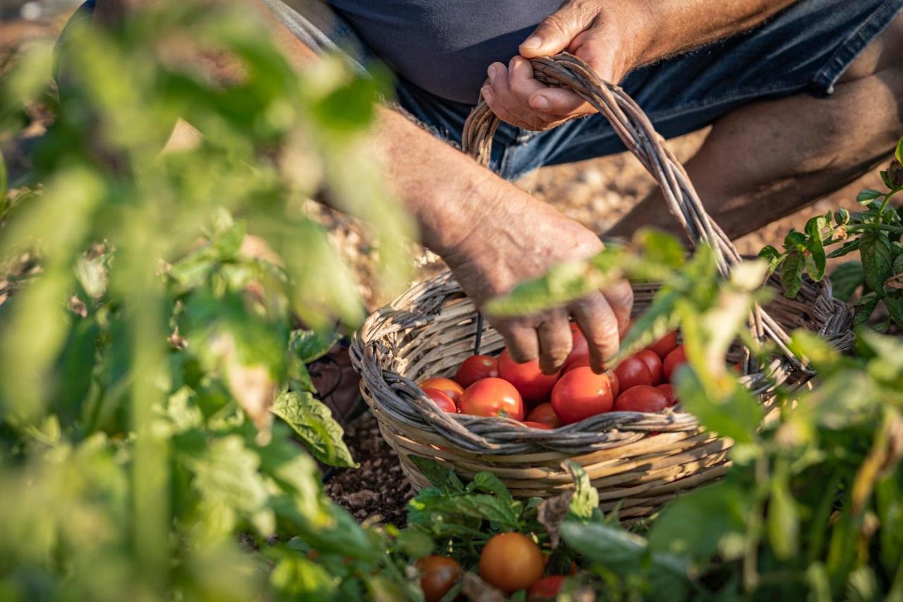 Agriturismo Panacea Santa Cesarea Terme Zewnętrze zdjęcie